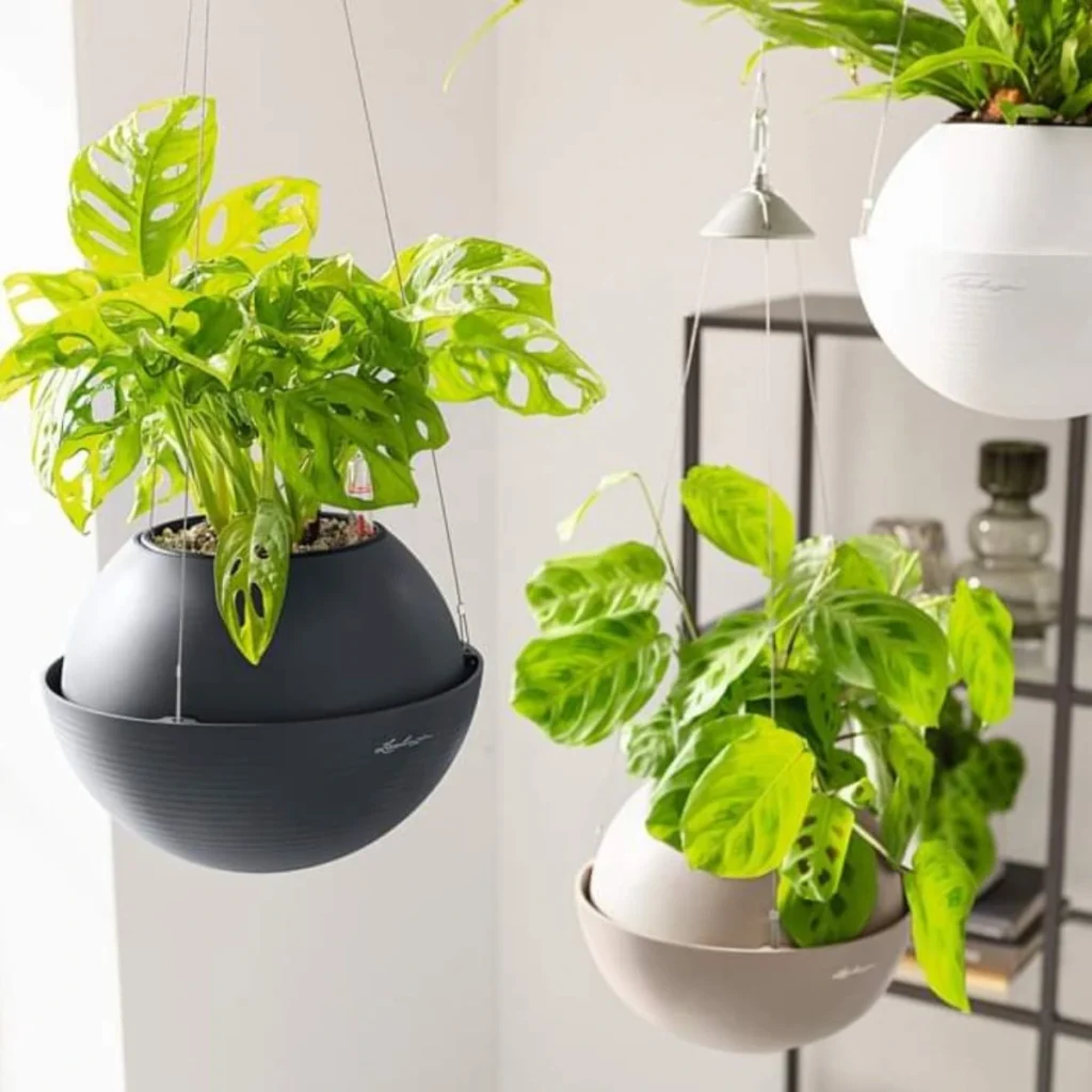 Pack Pot Plante