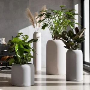 Plante d'Intérieur au Maroc
