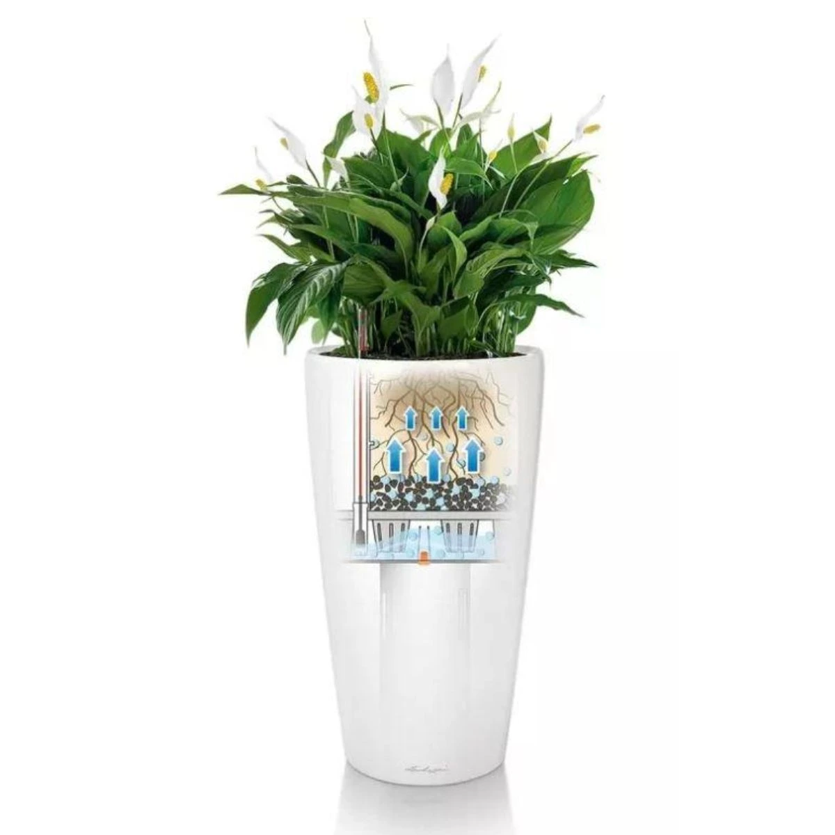 Pot Lechuza systeme arrosage Plante Intérieur - Botanica Maroc