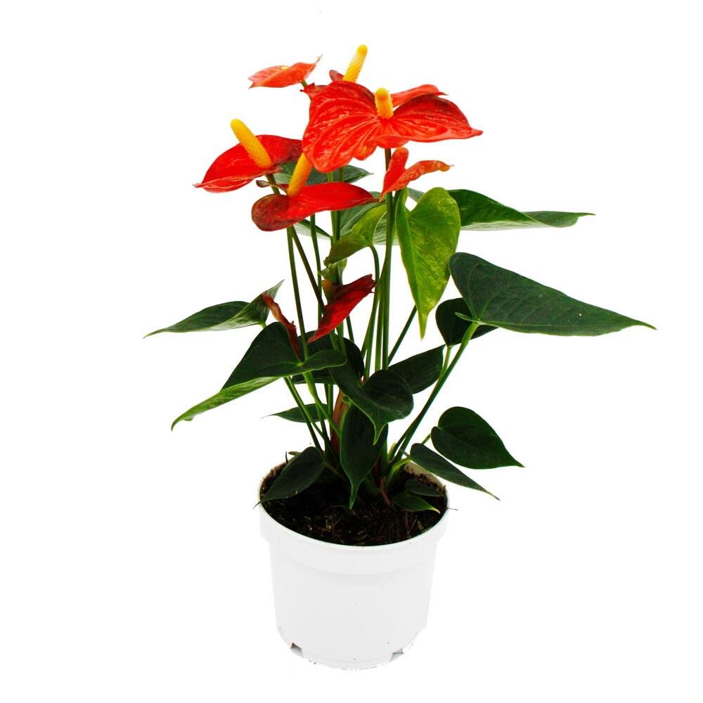 Anthurium andraeanum
