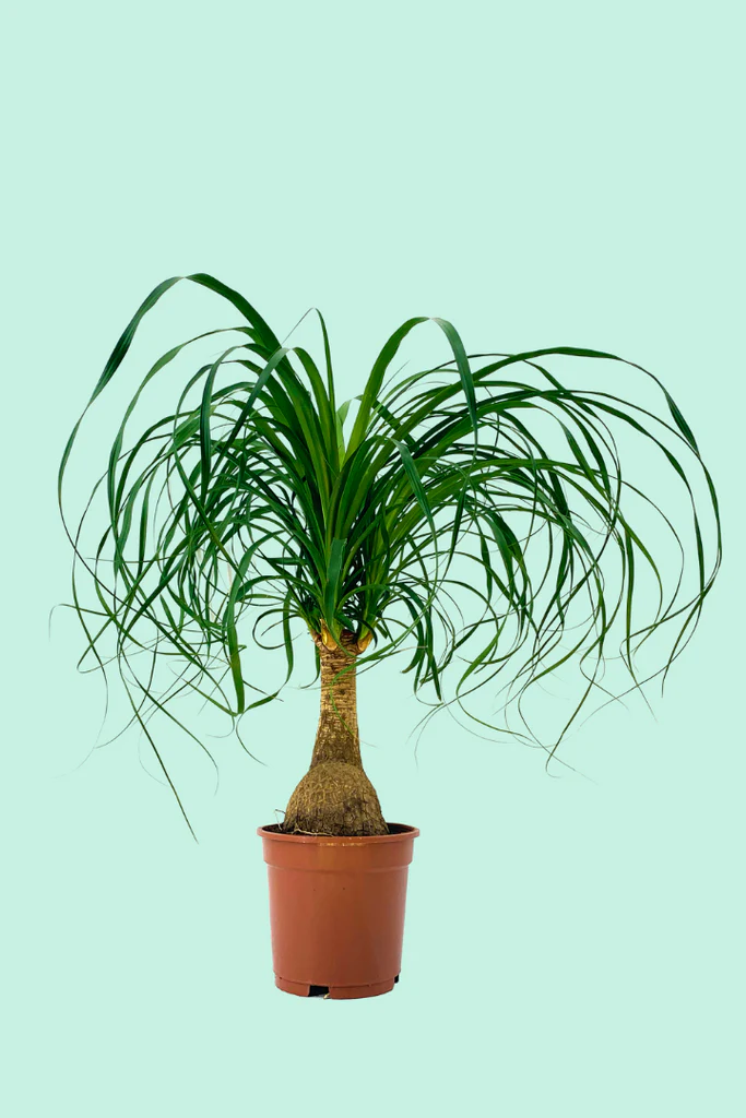 Beaucarnea recurvata