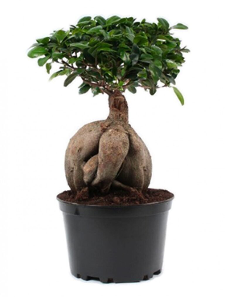 Bonsai-Ficus ginseng plantes d intérieur maroc