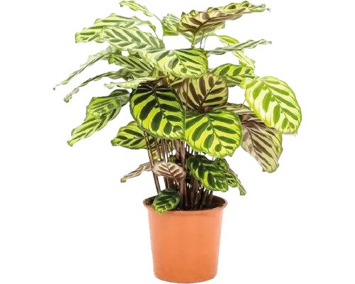 Calathea makoyana