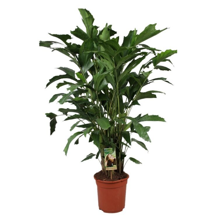 Caryota mitis plantes d intérieur maroc