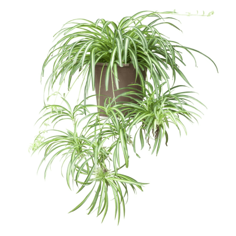 Chlorophytum comosum plantes d intérieur maroc