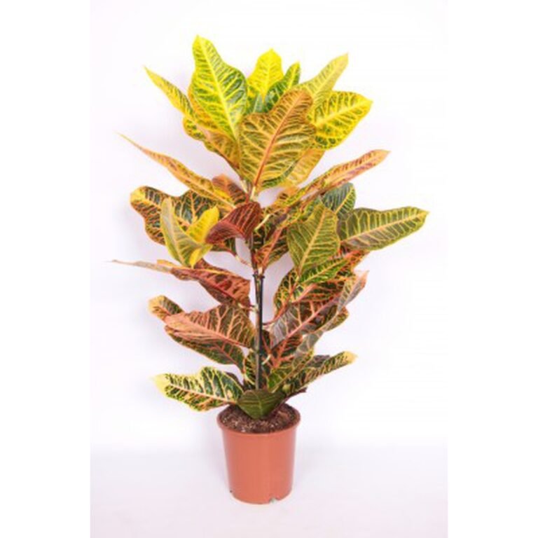 Croton Codiaeum variegatum plantes d intérieur maroc