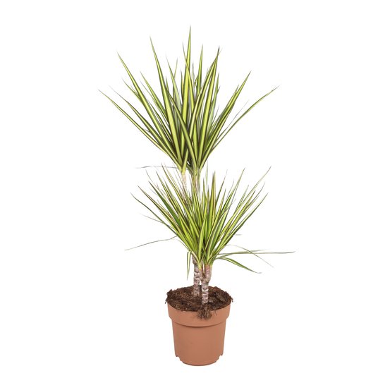 Dracaena deremensis Sunray