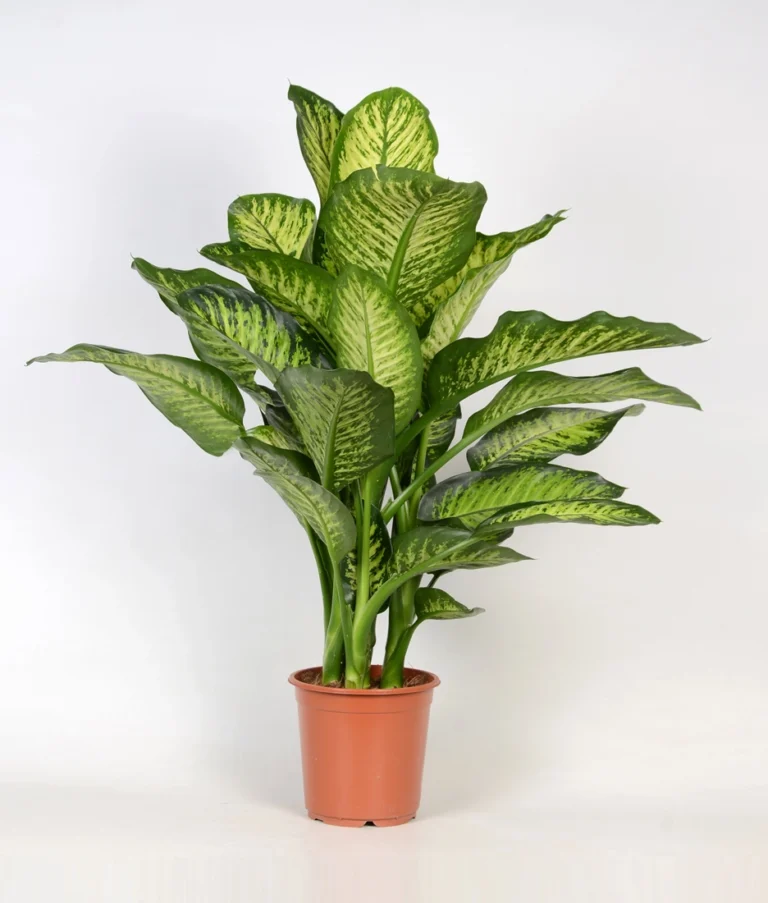 Dieffenbachia seguine plantes d intérieur maroc