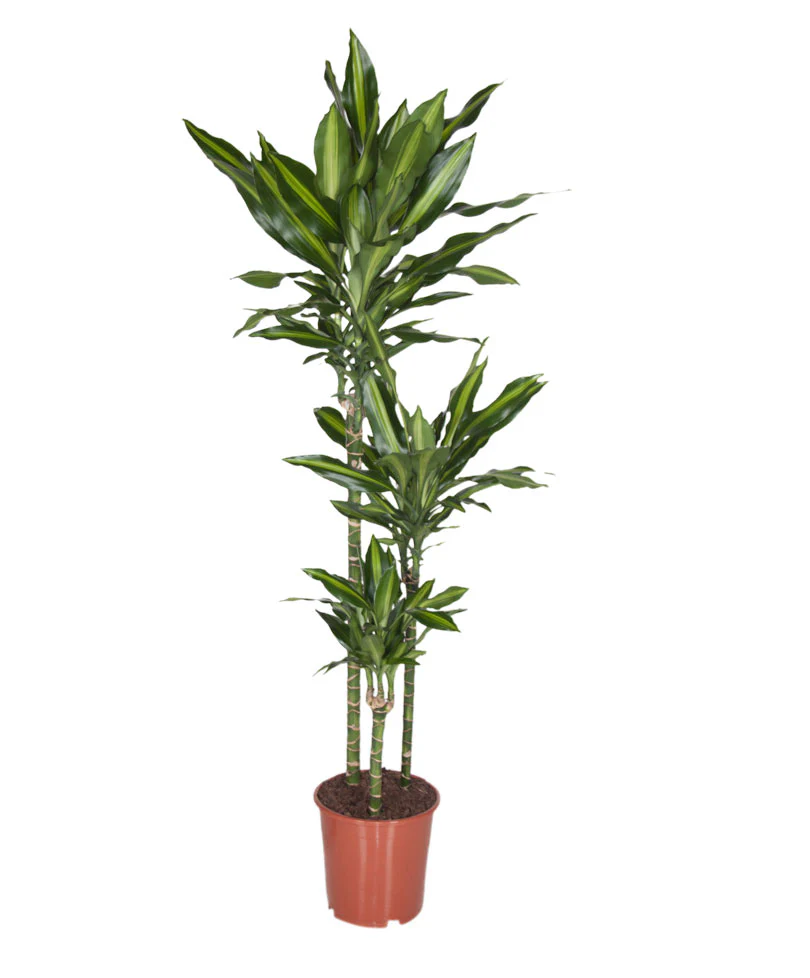 Dracaena fragrans Cintho