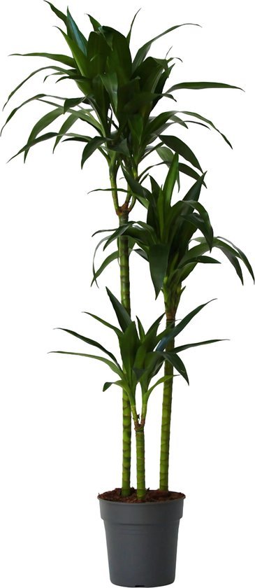 Dracaena deremensis Janet Craig