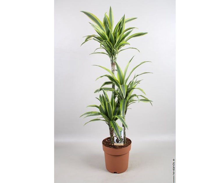 Dracaena deremensis Lemon Lime