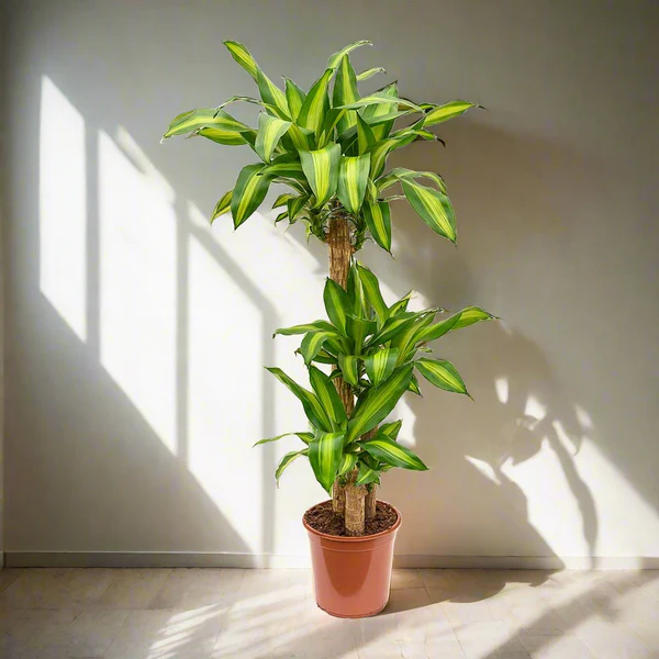 Dracaena fragrans Massangeana