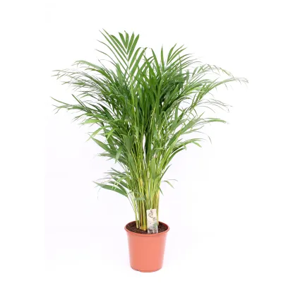 Dypsis lutescens