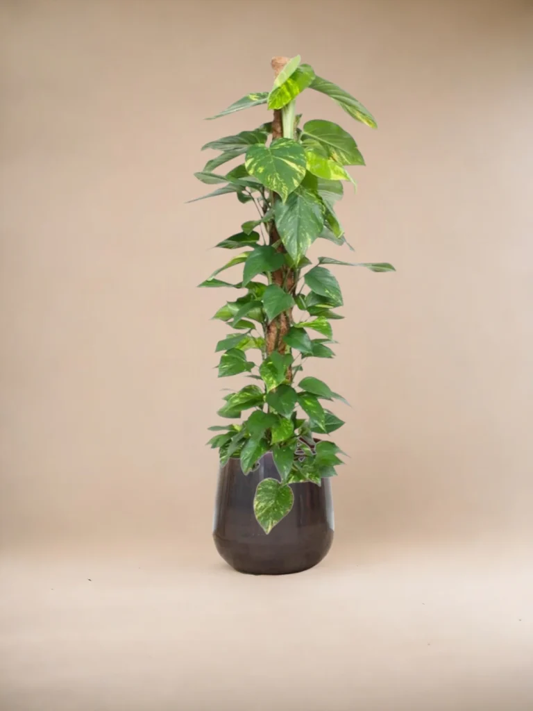 Epipremnum aureum pothos plantes d intérieur maroc