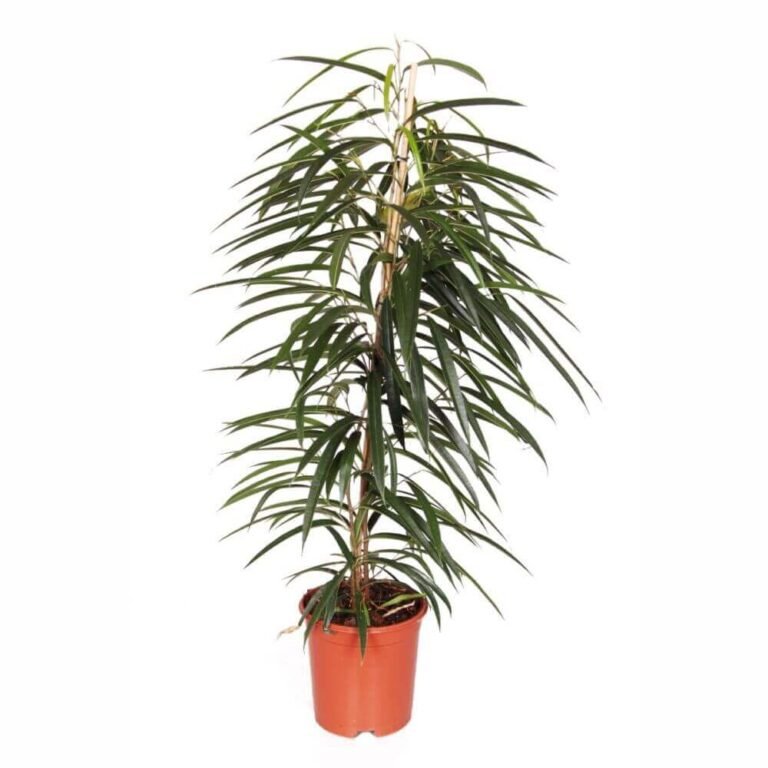 FICUS alii plantes d intérieur maroc