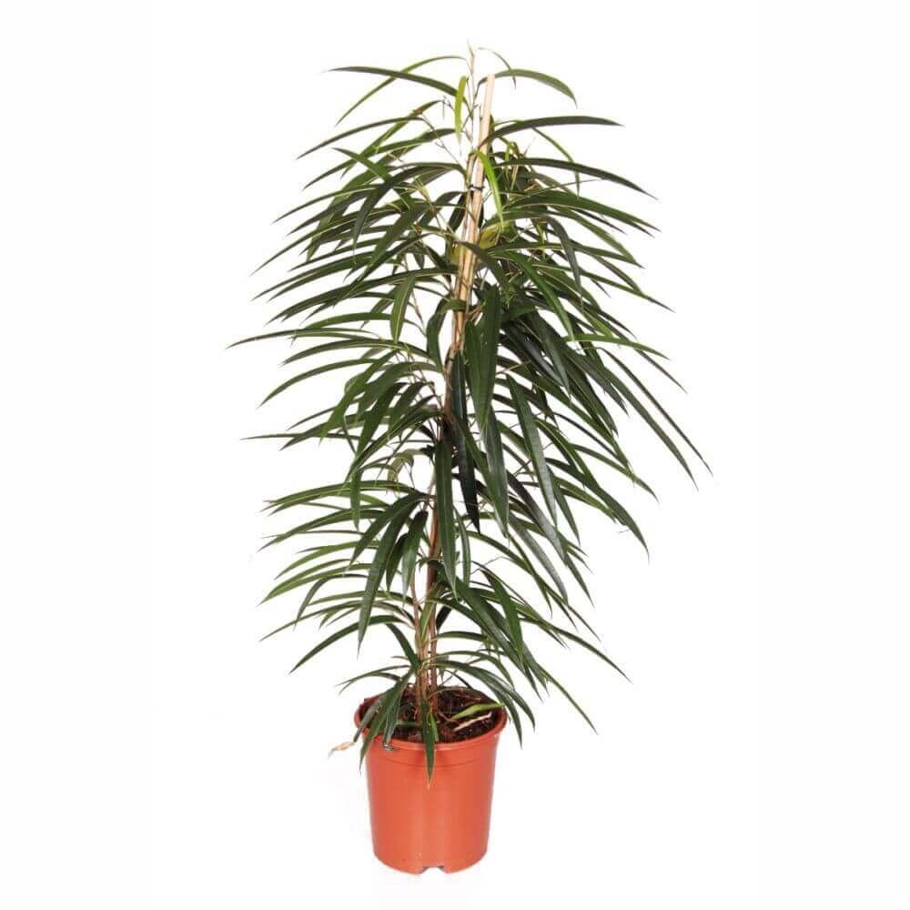 Ficus maclellandii Alii