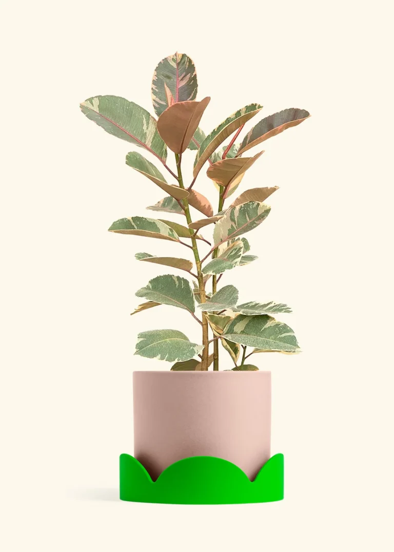 FICUS ELASTICA RUBY plantes d intérieur maroc