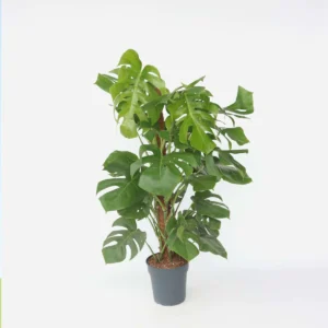 Monstera Deliociosa Plantes d intérieur Maroc