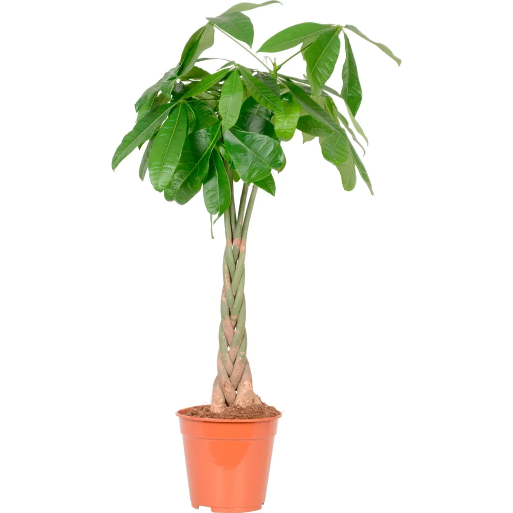 Pachira aquatica plantes d intérieur maroc