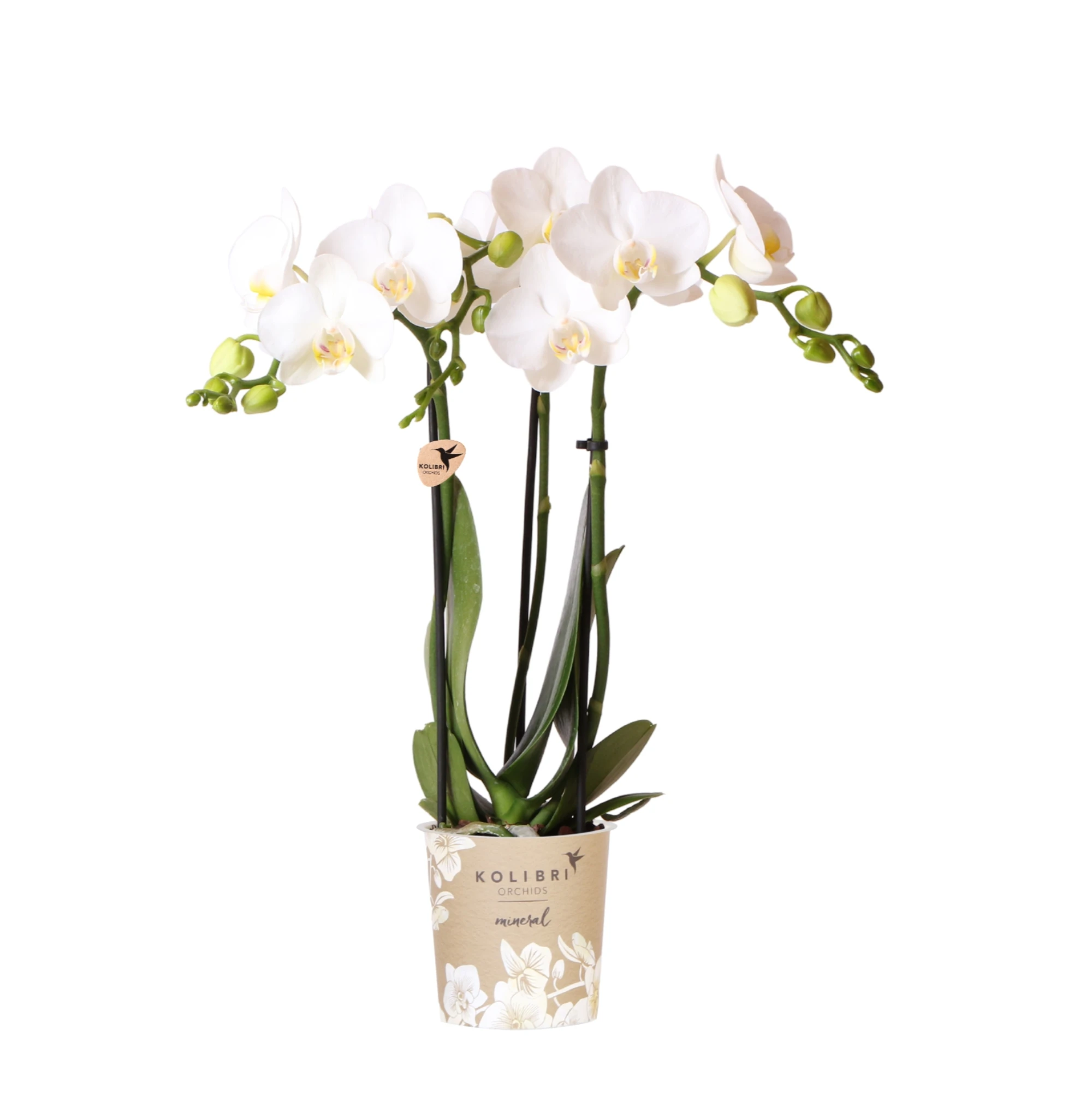 Phalaenopsis amabilis