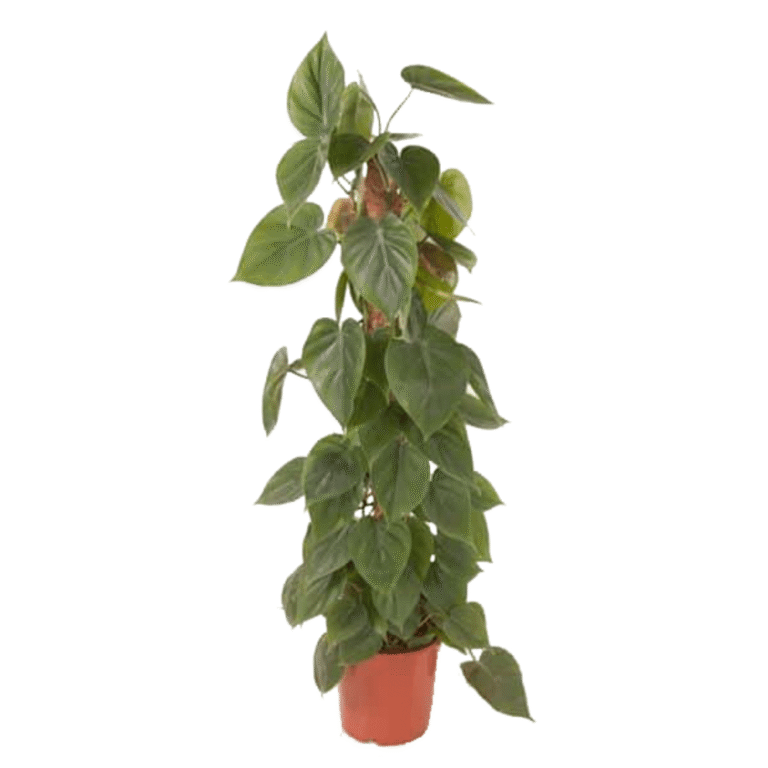 Philodendron scandens plantes d intérieur maroc