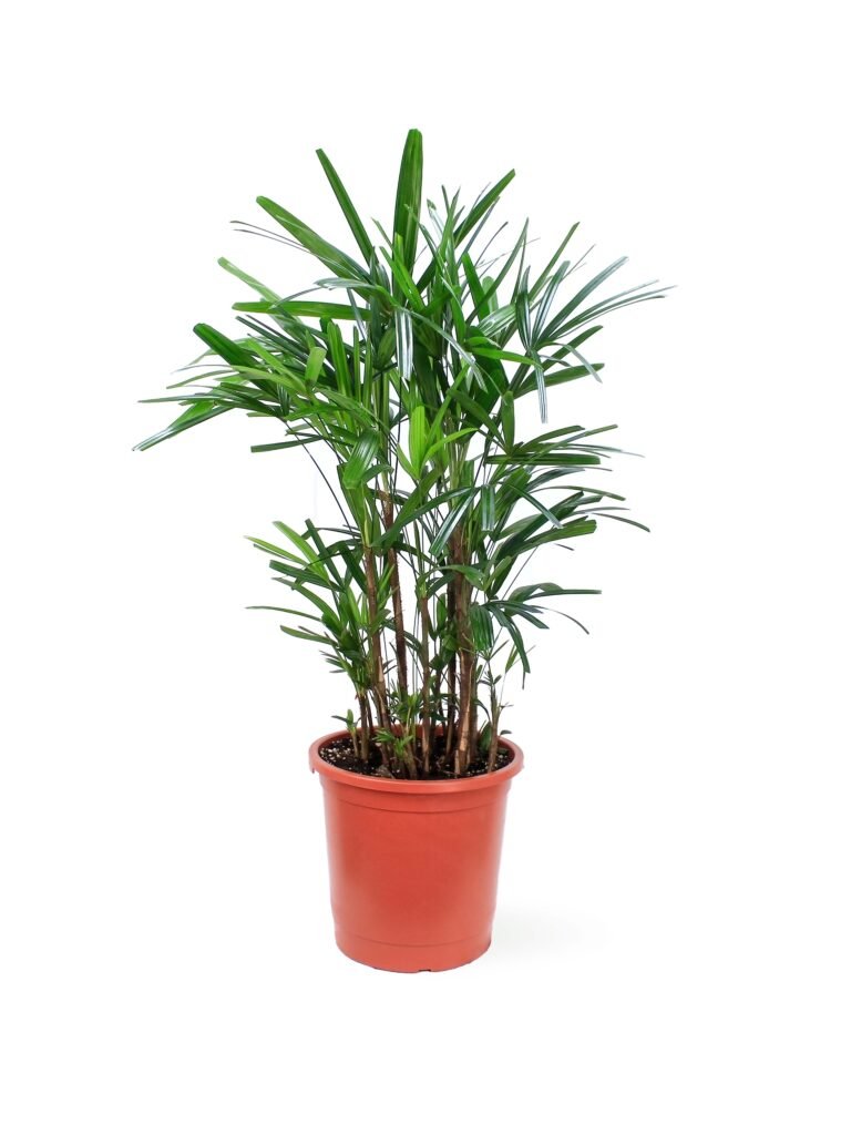 Rhapis Excelsa plantes d intérieur maroc