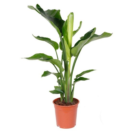Strelitzia augusta