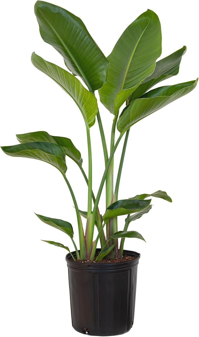 Strelitzia nicolai