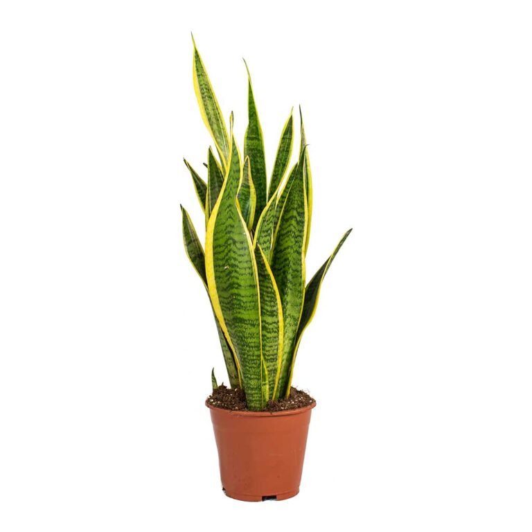 Sansevieria-trifasciata plantes d intérieur maroc