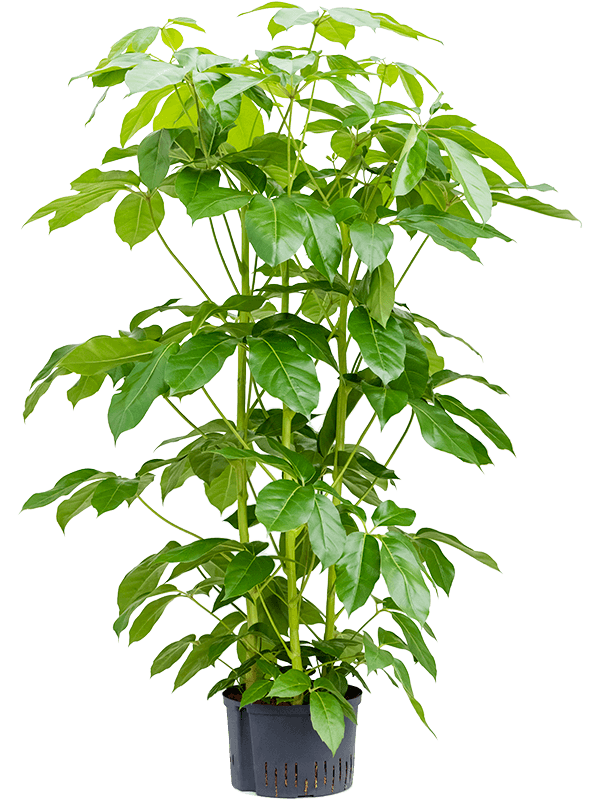 Schefflera actinophylla