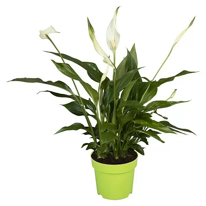 Spathiphyllum wallisii