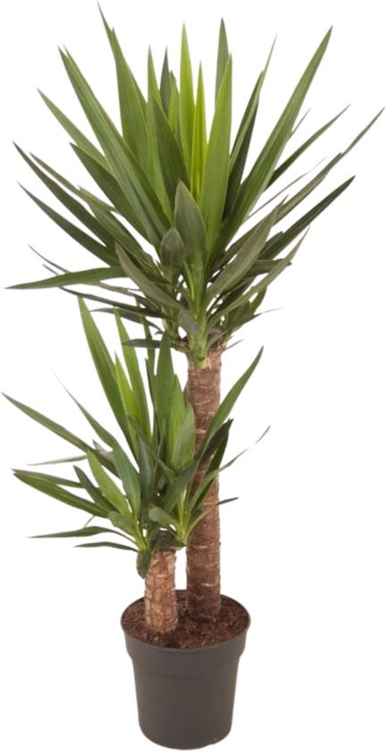 Yucca elephantipes