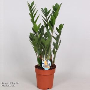 ZAMIOCULCAS plantes d intérieur Maroc