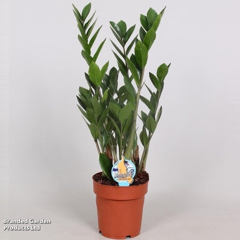 ZAMIOCULCAS plantes d intérieur Maroc