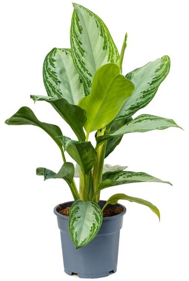 Aglaonema