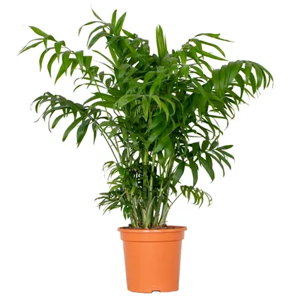 Chamaedorea elegans