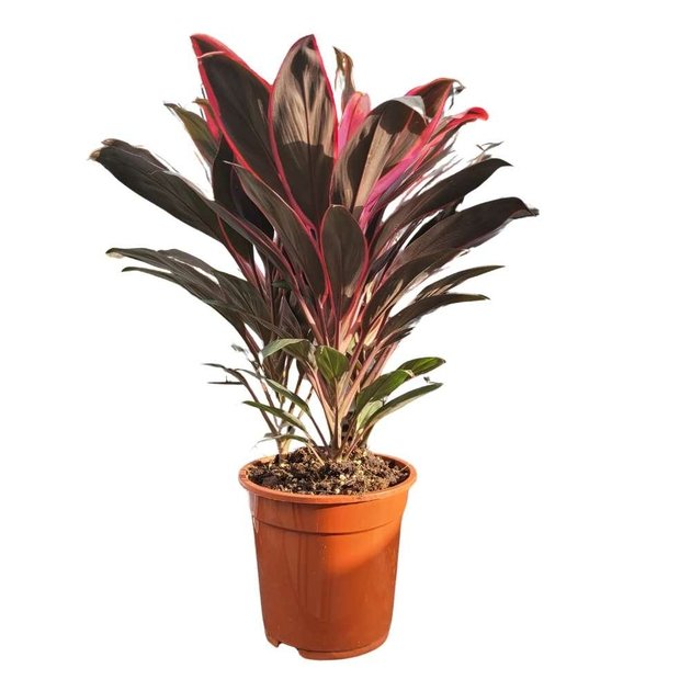 Cordyline australis