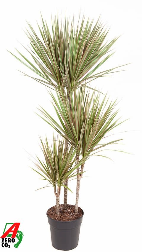 Dracaena marginata Bicolor