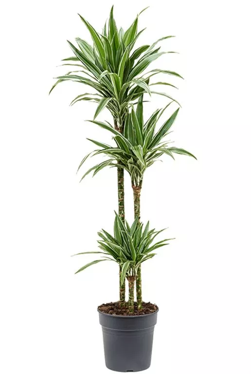 Dracaena fragrans Warneckei