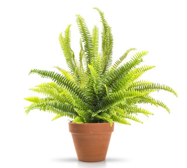 Nephrolepis exaltata