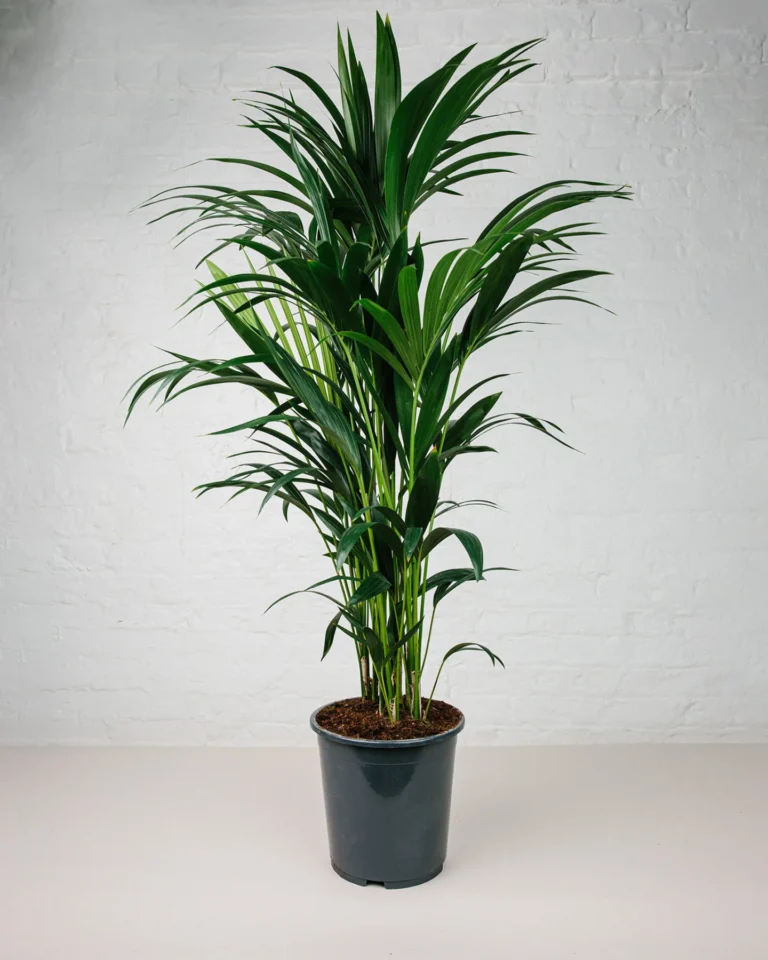Kentia howea forsteriana plantes d intérieur Maroc