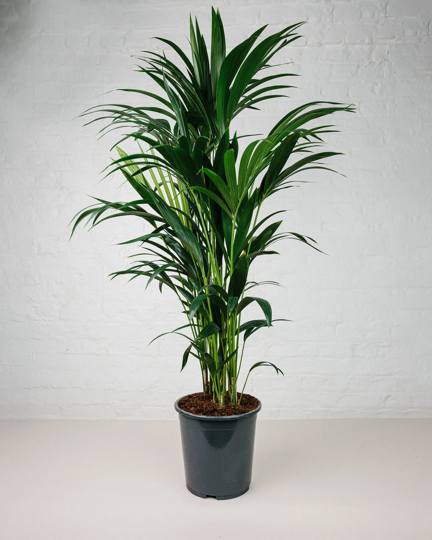 Howea forsteriana