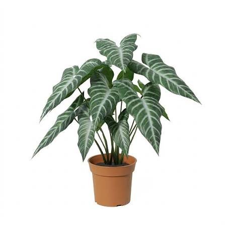 Alocasia Polly