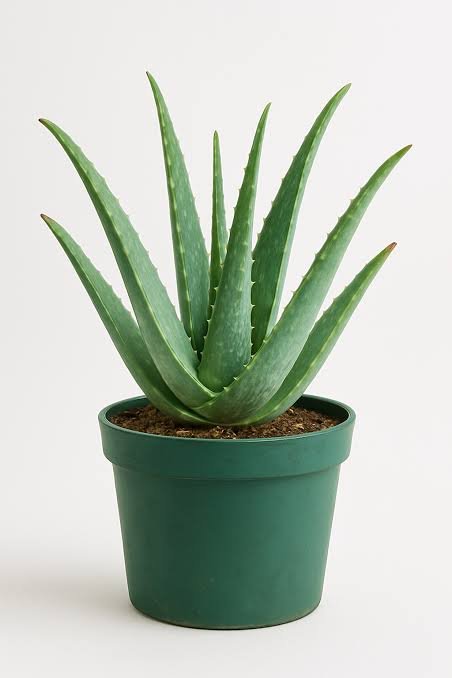 Aloe vera