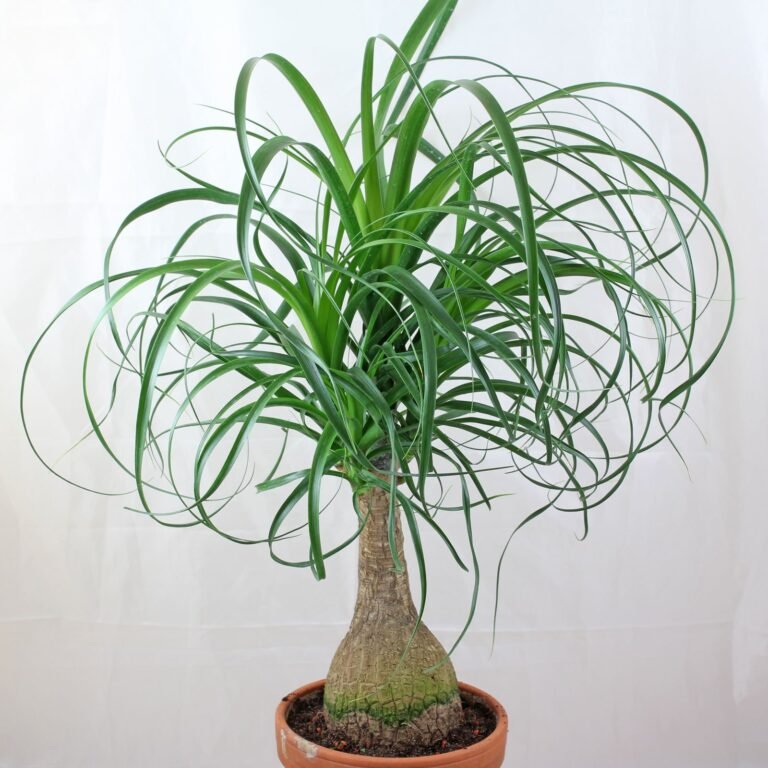 Beaucarnea recurvata