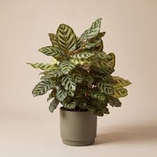 Calathea makoyana