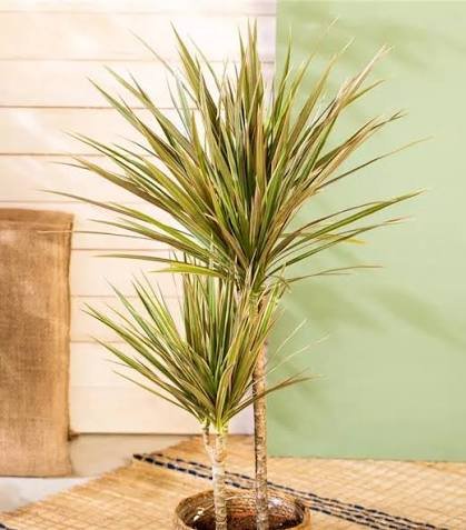 dracaena marginata bicolor